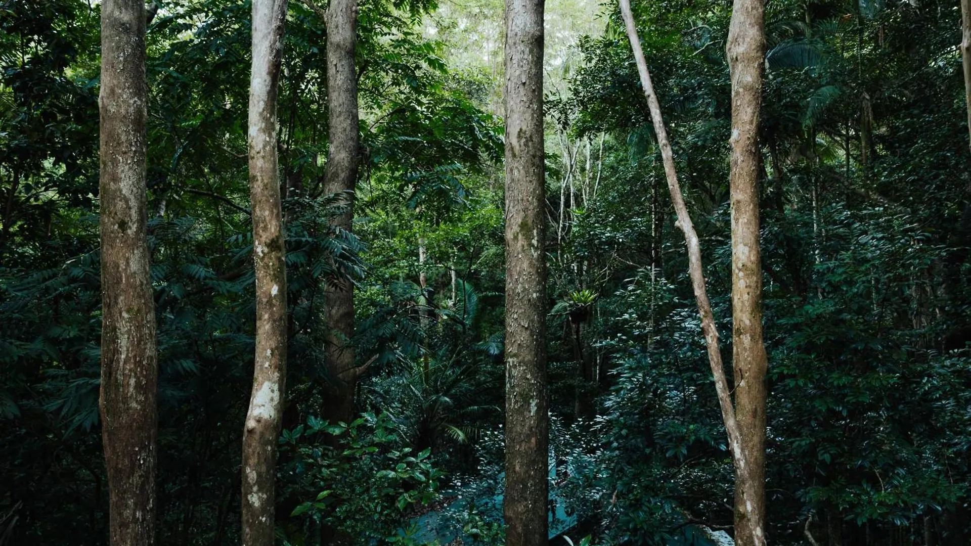 Narrows Escape Rainforest Retreat Montville 0*,