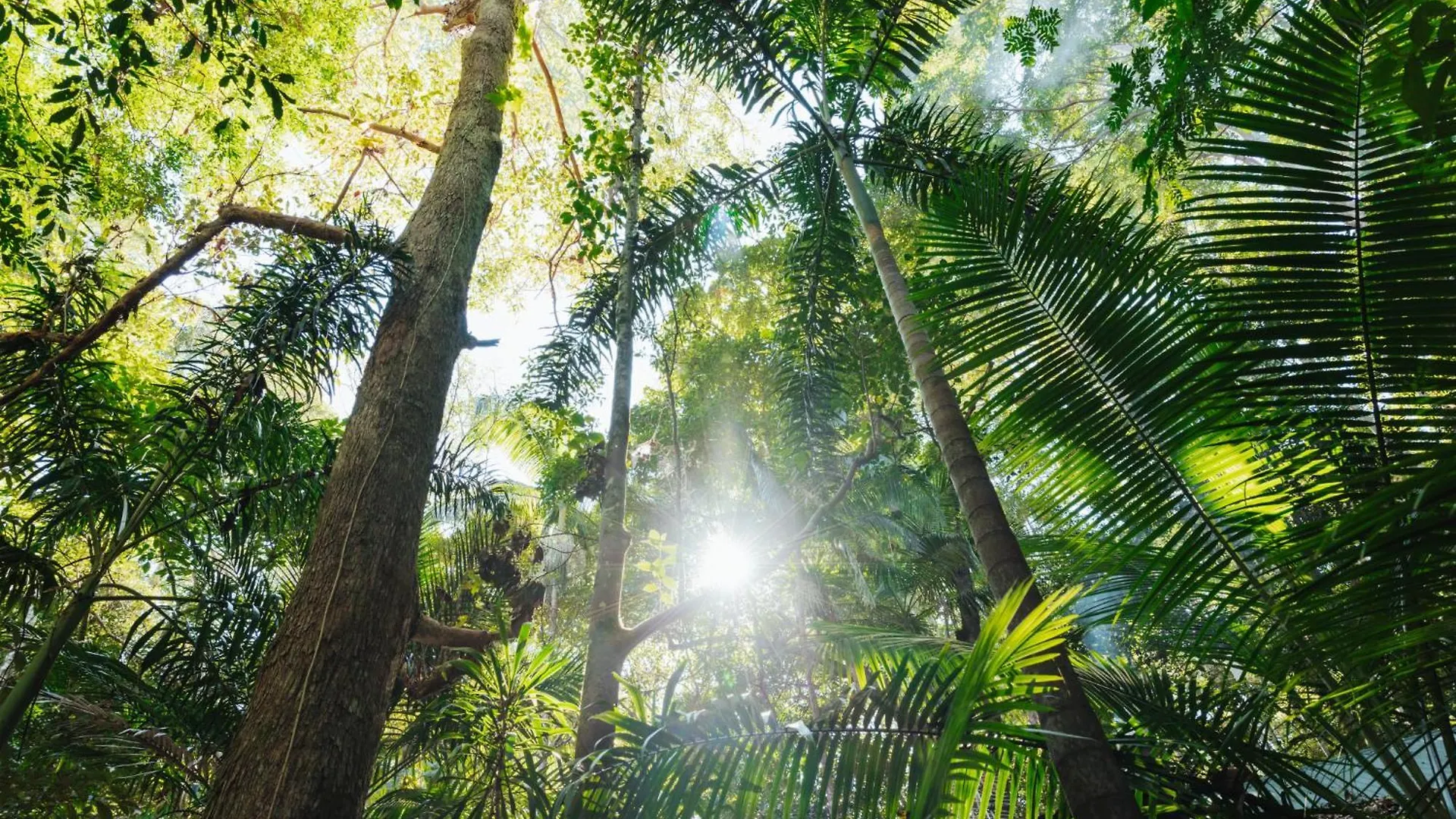 Narrows Escape Rainforest Retreat Montville