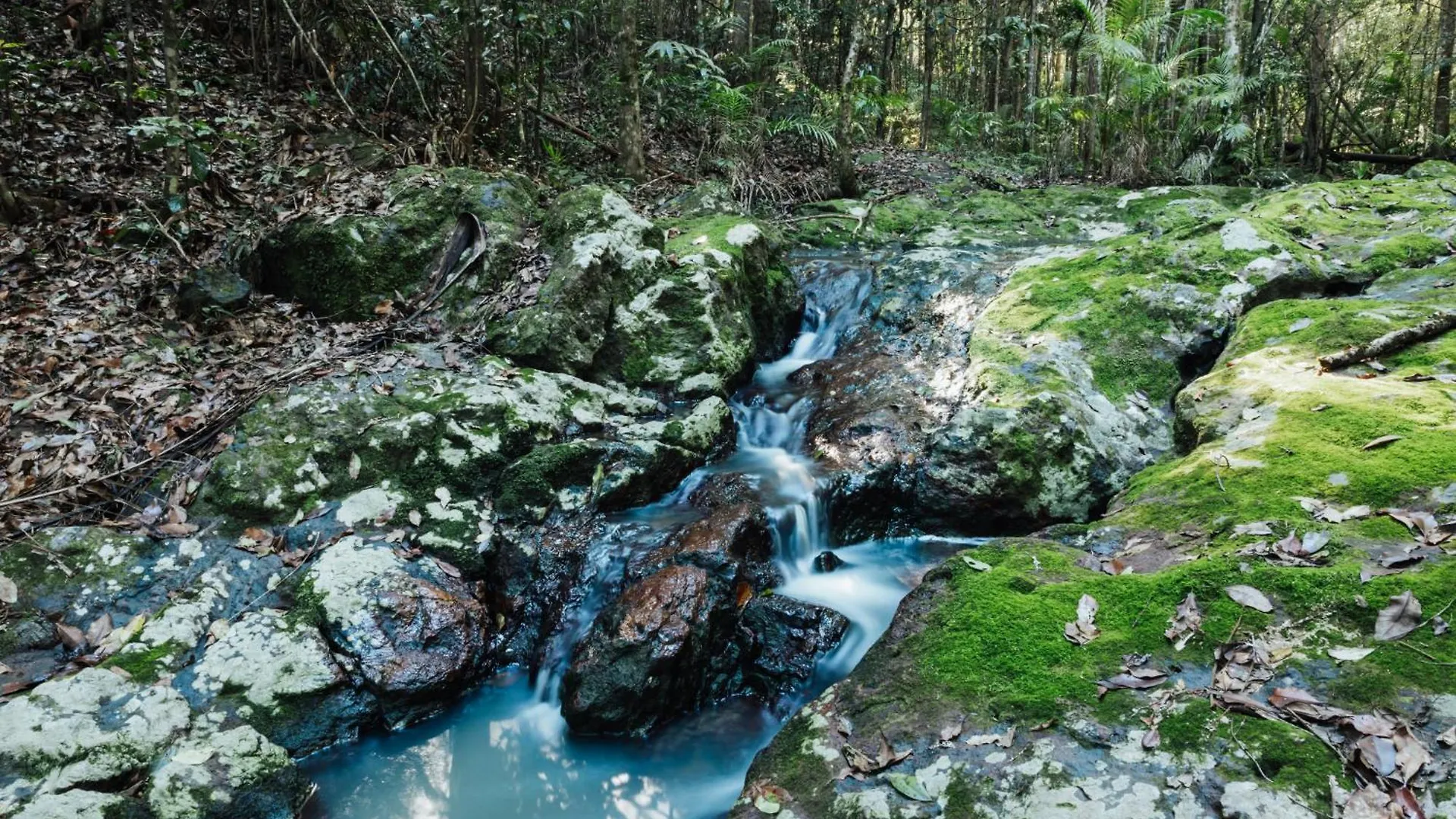 Lodge Narrows Escape Rainforest Retreat Montville Australia